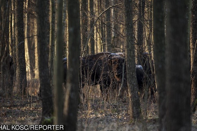 Puszcza Białowieska