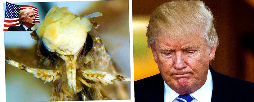 trump robak
