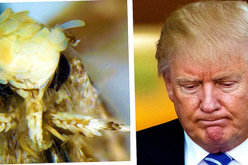 trump robak