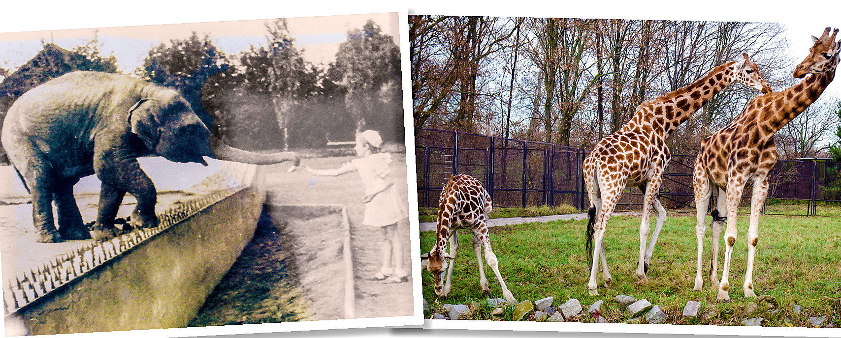 Warszawskie ZOO