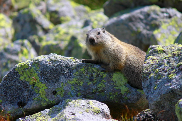Marmot, Tatra Mountains, Poland
