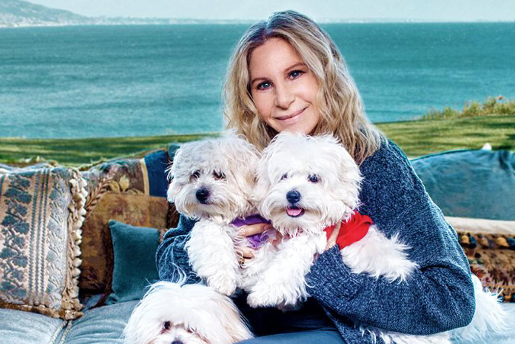 Barbra Streisand sklonowała dwukrotnie nieżyjącą suczkę Samanthę
