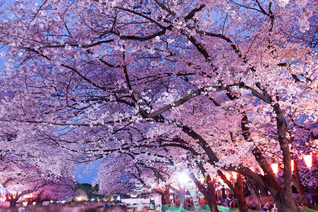 上野公園の夜桜