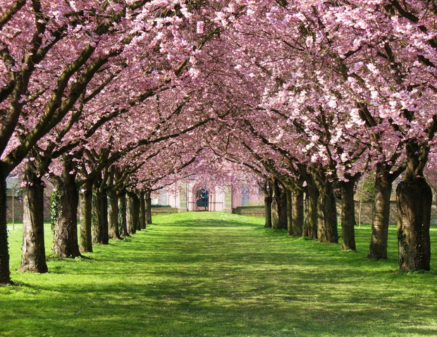 Kirschblüte