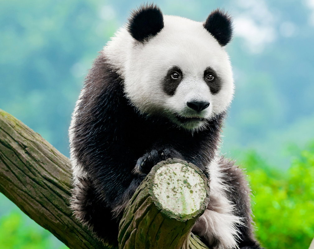 panda2