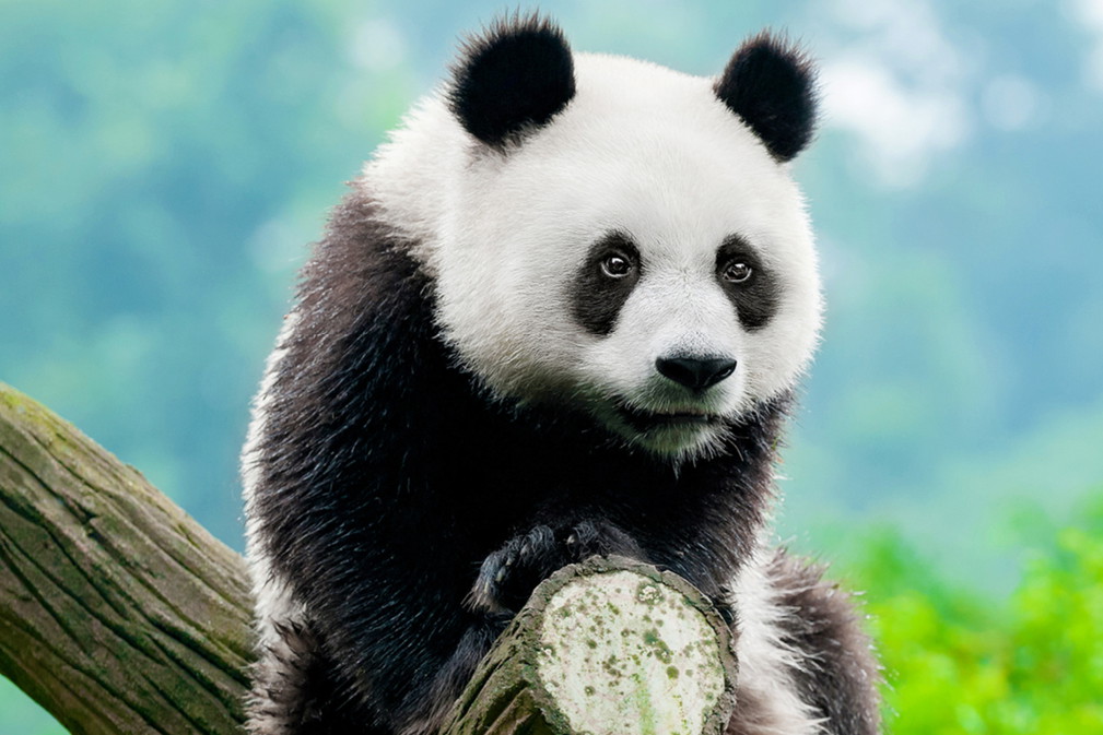 panda2