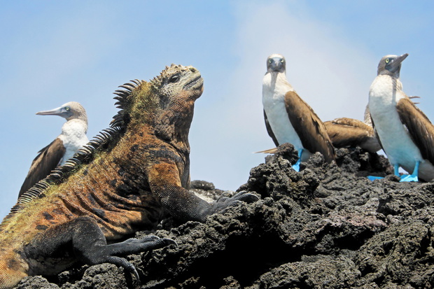 Marine iguana with blue footed boobies, booby, Sula nebouxii and Amblyrhynchus cristatus, on Isabela Island, Galapagos, Ecuador