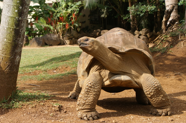 Giant tortoise