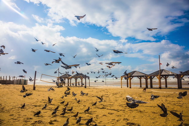 The noisy flock of pigeons