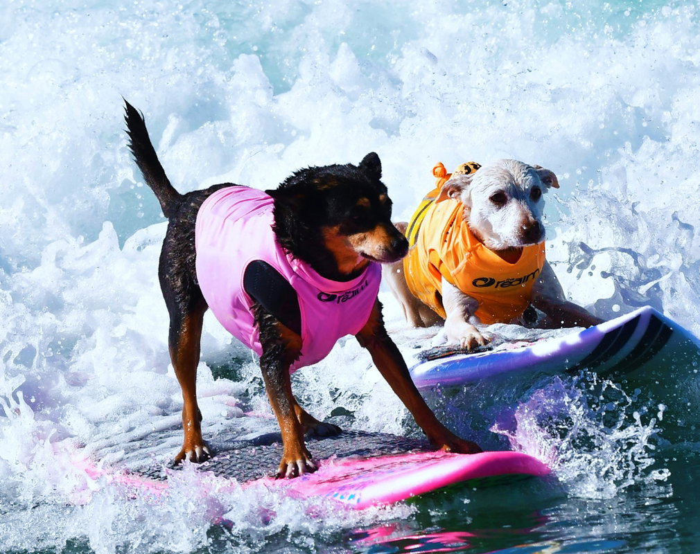 surfpieski2