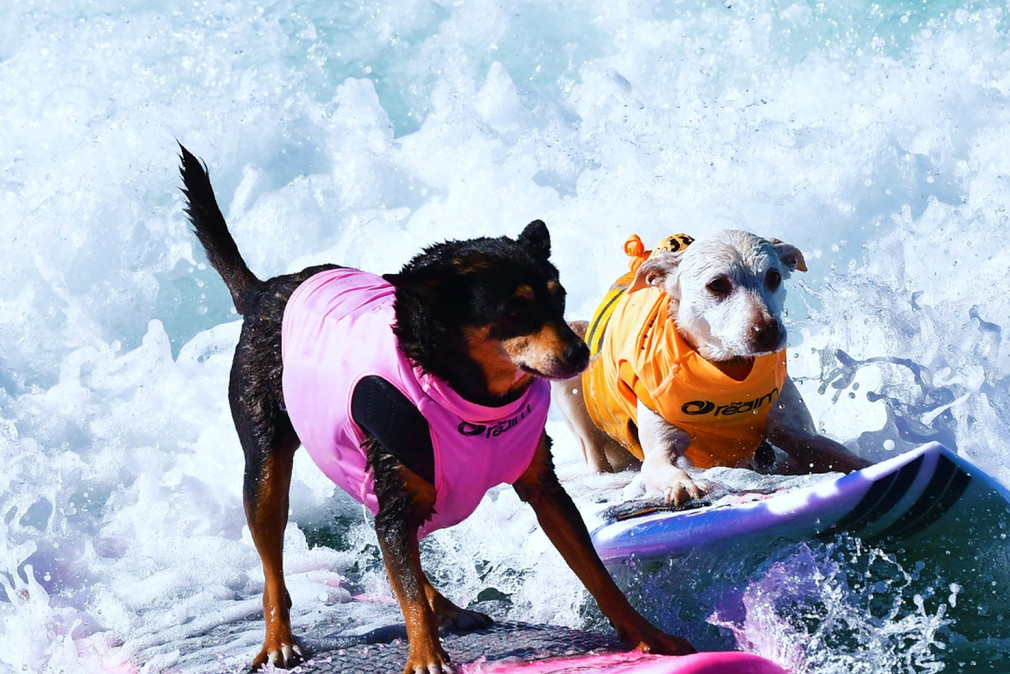 surfpieski2