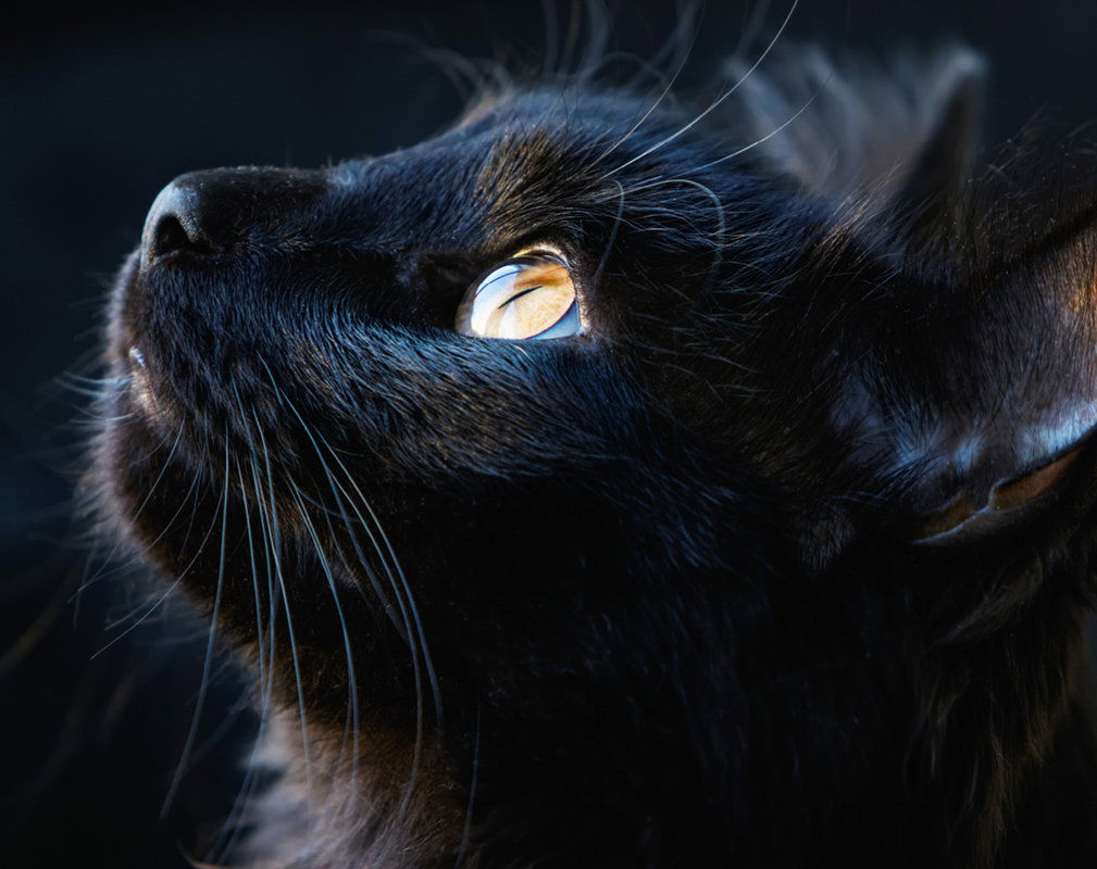 black cat2
