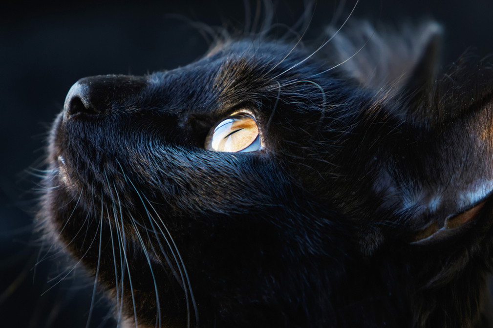 black cat2