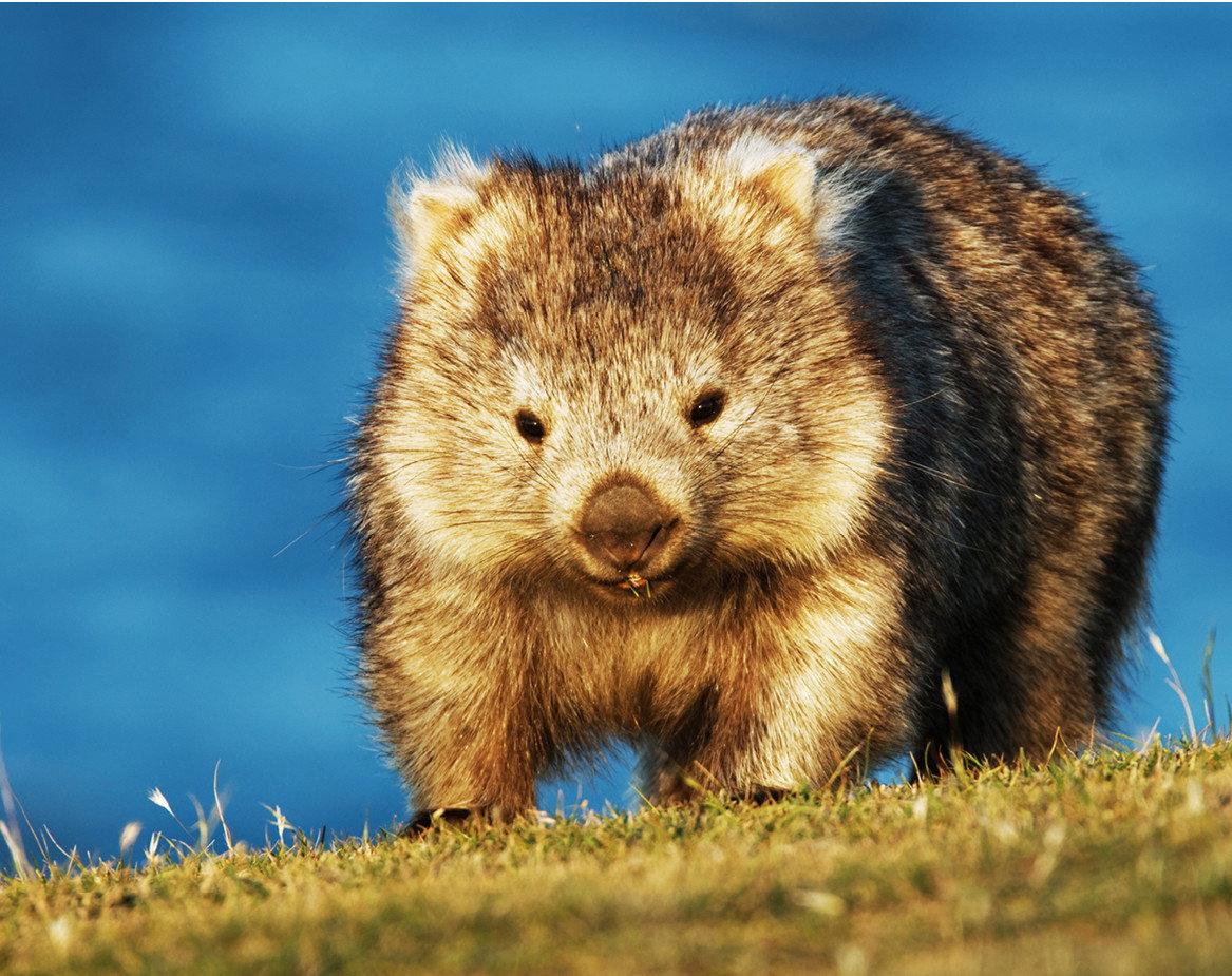wombat2