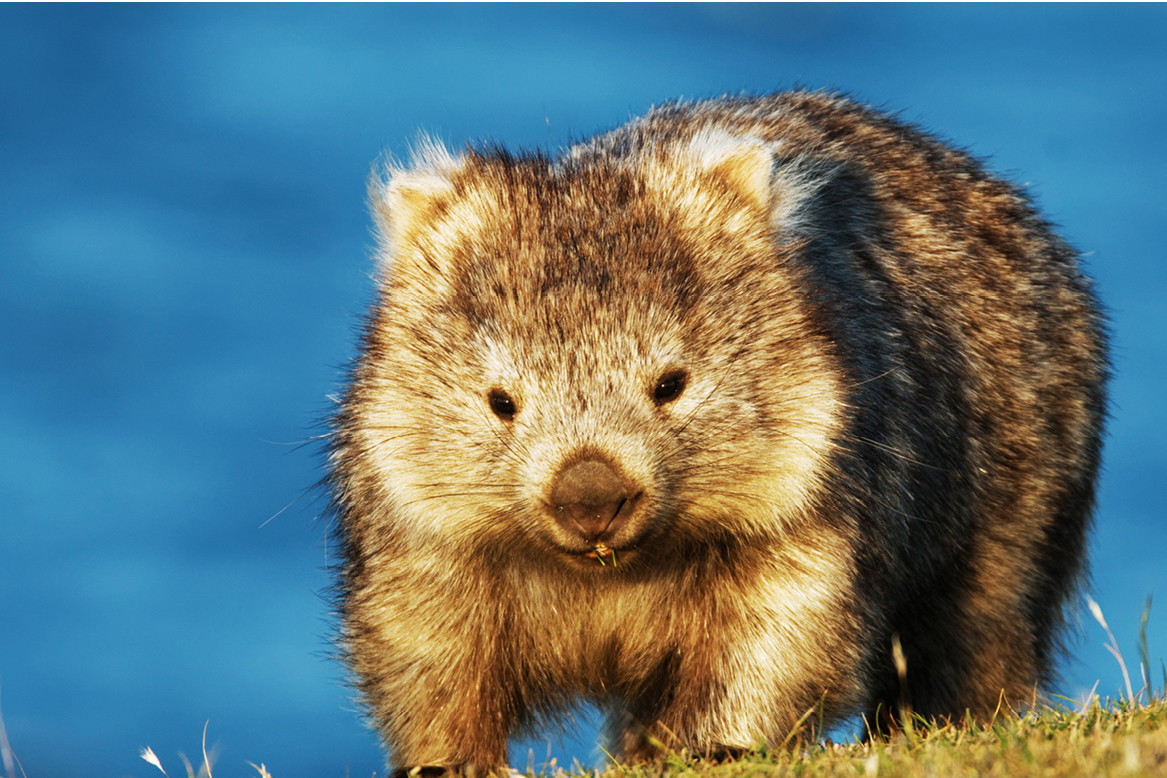 wombat2