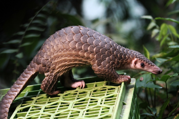 Indonesia seizes illegal sales and loose animal anteater into the wild