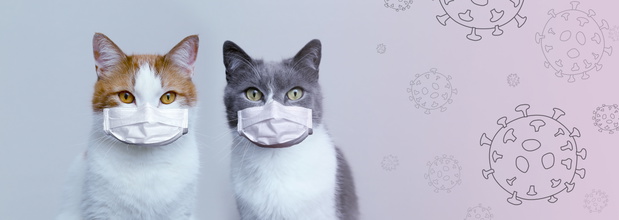 Two cats in medical protective masks. Protection and treatment of the virus. Pandemic 2020.