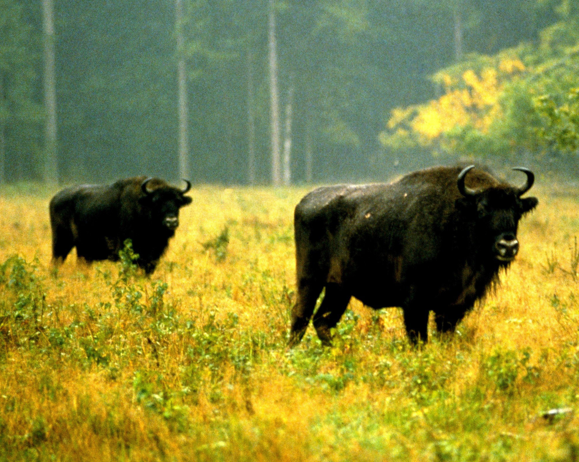 żubr, las, koronawirus