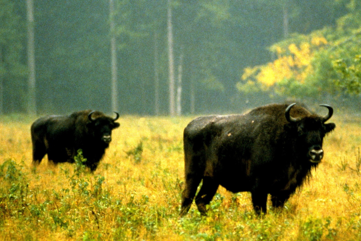 żubr, las, koronawirus
