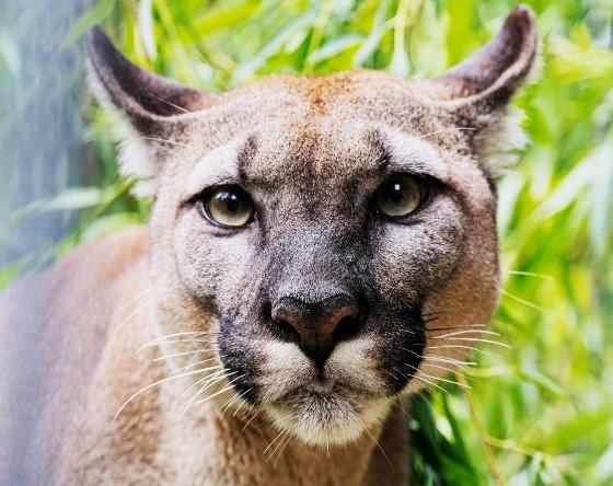 Puma Nubia