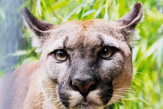 Puma Nubia