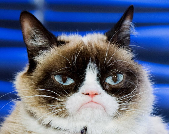grumpy-cat-najpopularniejszy-kot-instagrama