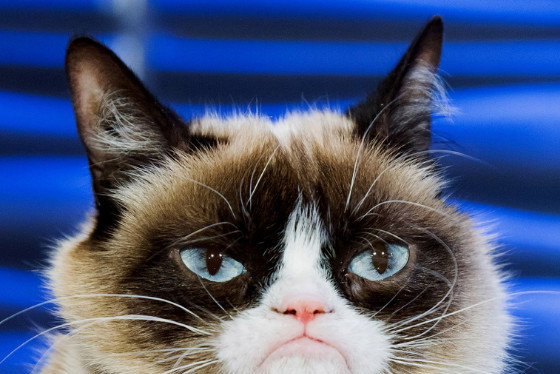 grumpy-cat-najpopularniejszy-kot-instagrama