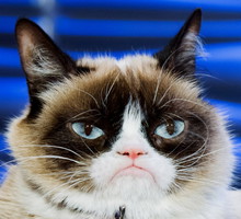 grumpy-cat-najpopularniejszy-kot-instagrama
