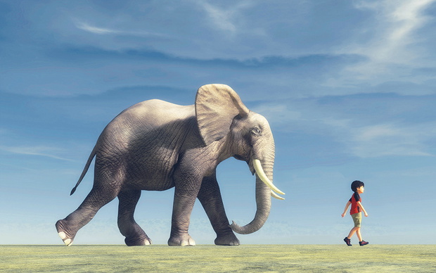 The boy goes and a big elephant