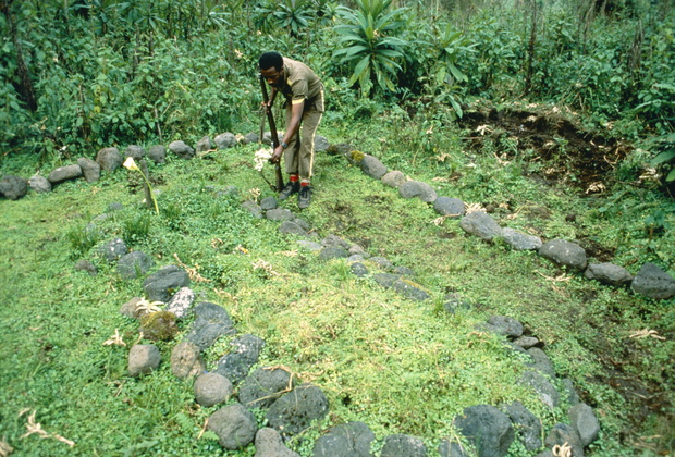 Gorilla Graveyard