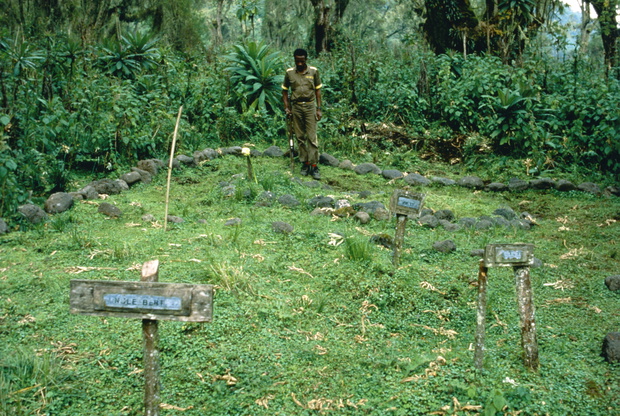Gorilla Graveyard