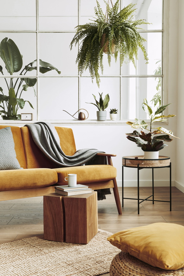 Interior design of scandinavian open space with yellow velvet sofa, plants, furniture, book, wooden cube and personal accessories in stylish home staging. Template.