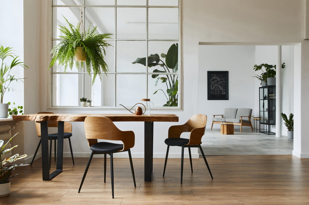 Stylish and botany interior of dining room with design craft wooden table, chairs, a lof of plants, window, poster map and elegant accessories in modern home decor. Template.