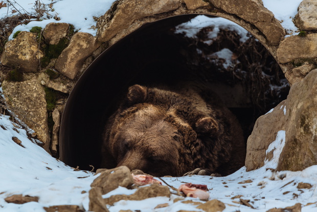 Brown bear sleeping in the cave