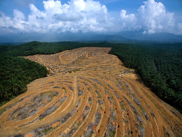 Oil palm