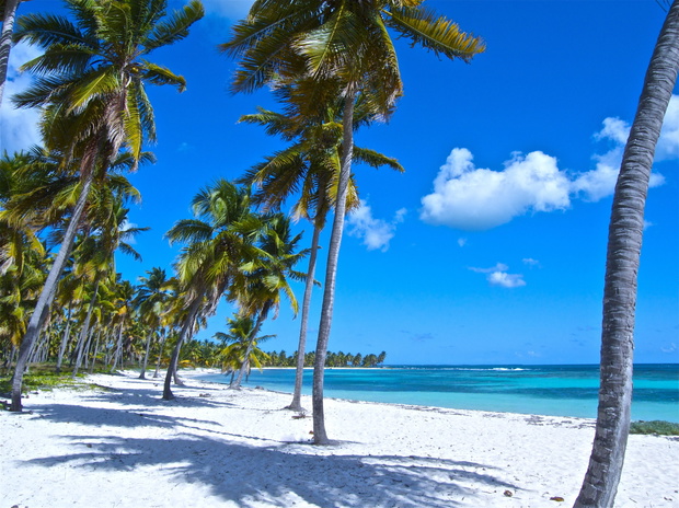 saona 6