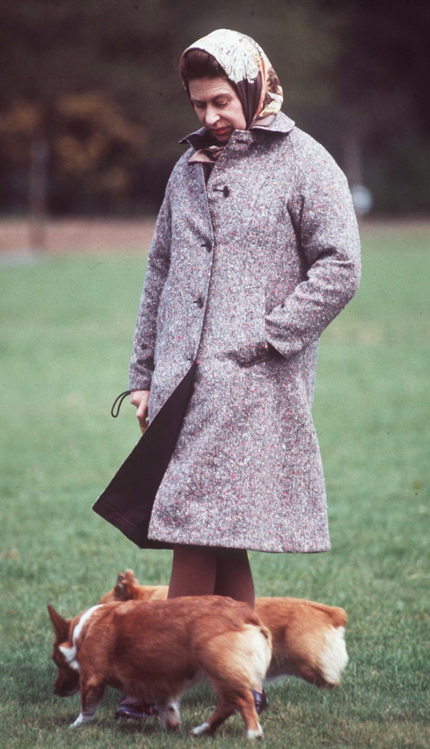 Queen And Corgis