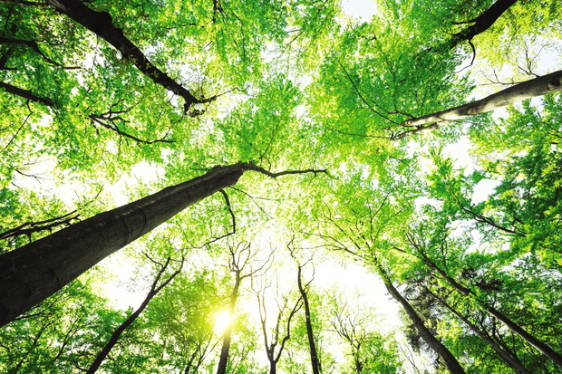 Beech Forest From Below
