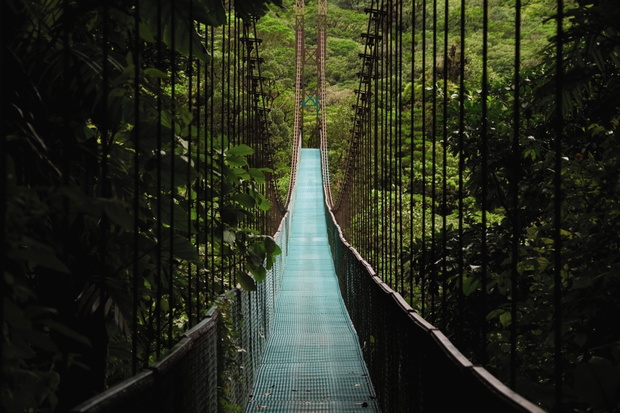Extraordinary hanging bridge in between miles of trees
