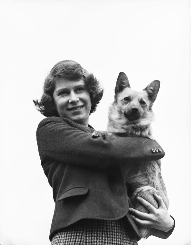 Royal Pets