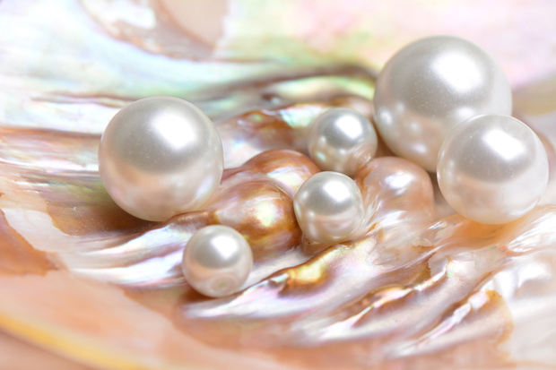 Natural pearls inside the oyster shell