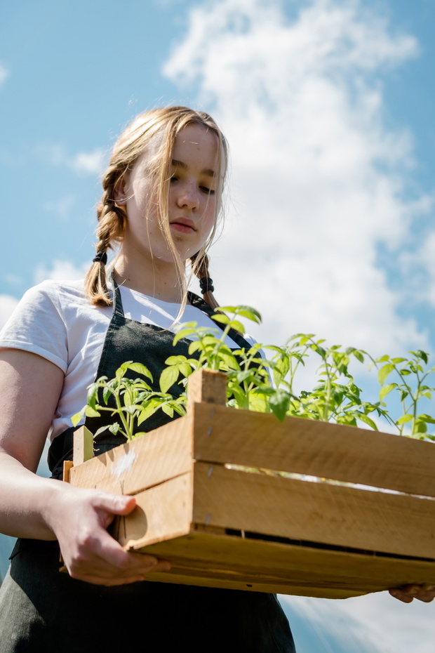 Agriculture, gardening. Girl gen z planted tomato seedlings in a