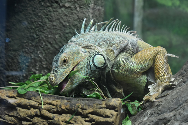 Waran z Komodo