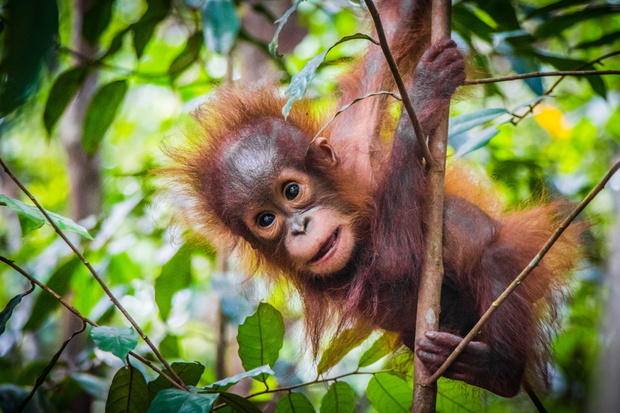 World's cutest baby orangutan hangs in a tree in Borneo