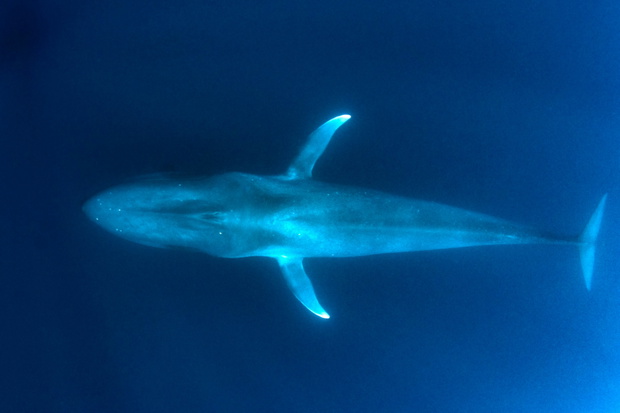 Blue Whale underwater