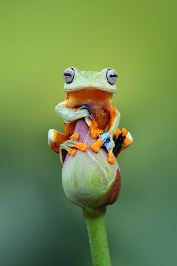Tree frog, wallace, rhacophorus reinwardtii