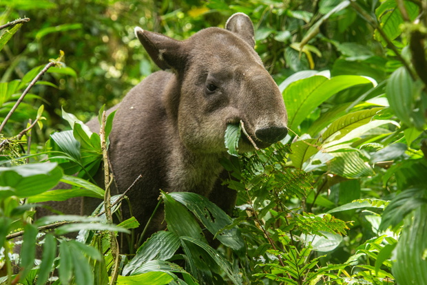 Rare sighting of a Baird's tapir (Tapirus bairdii), Tenorio Volc