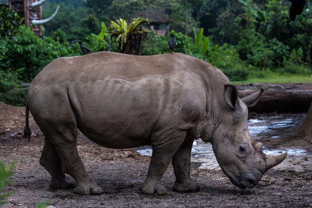 Rhino Portrait 4