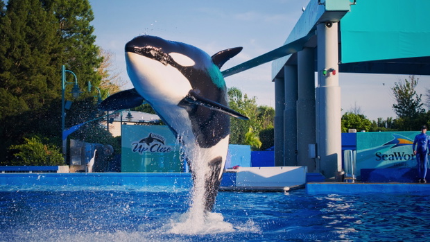 seaworld, orlando, sea, show, orca, killer, life, underwater, wh