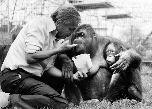 David Attenborough, 1982 rok